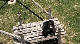 Intelligent chimpanzee throws dropped sandal back to visitor at Chinese wildlife park
