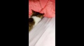 My cute kitten likes to play hide and seek she's so lovely someone buy the video