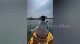 Friendly dugong swims alongside tourist's kayak
