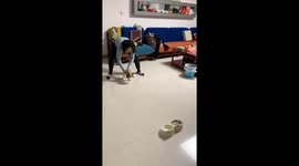 Determined dog does it all for a treat