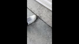 Persistent paws: dog vs. drop-down door battle!