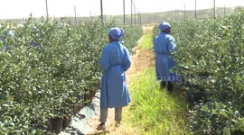 Zimbabwean blueberry producers seek access to Chinese market