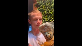 Beautiful Iguana wants human to share blueberries with him