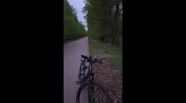 Moose chases dogs and owners in Moscow's Losiny Ostrov National Park