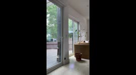 Adorable pomeranian rings doorbell for potty break