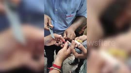 Firefighters rescue pigeon entangled in electric line in southern India