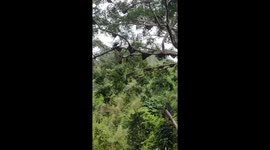 130 giant beehives on a tall tree in the mountains of northern Vietnam