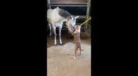 Dog Lovingly Licks Horse's Forehead