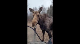 Meeting a Wild Moose Up-Close