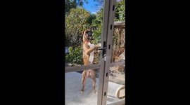 Clever Boxer Dog Opens Door