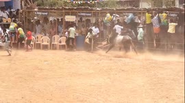 Enraged Bull Rampages Through Jallikattu Arena, Causing Chaos at a Competition in India