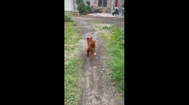 Swagger! Pet pooch sways its hips like a catwalk model