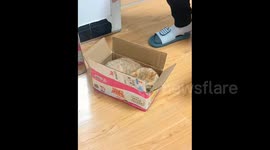 China: Orange Cat‘s Head Escaping Closed Box in a Flash