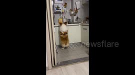 China: Corgi 'Cooking' in the Kitchen