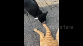 China: A Cow-Patterned Cat's Sniffing Another Cat’s Toe