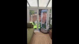 Mini Dachshund Drags Bed Outside to Enjoy the Sun