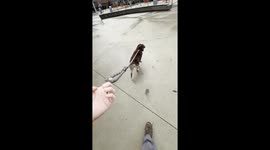 Almond Knew I'd Run Away