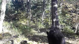 Mother bear teaches cubs the bear necessities of tree scratching