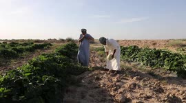Iraq enters watermelon harvest season