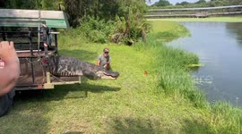 Rescued alligator released into pond in Tampa, Florida