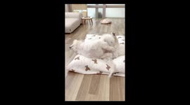 Dog's surprising behavior: the curious case of Bori's unusual Habit