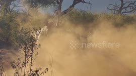 Safari guide remains calm as 'aggressive' rhino repeatedly charges car