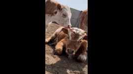 Mischievous cattle scratches its nose with companion’s horn in China