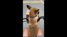 Chinese Man's Dog Assists in Parcel Delivery on Electric Bike