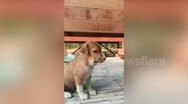 Puppies has swollen face from being stung by bees