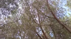 Pine nut season ruined by Israeli shelling in border town: farmer