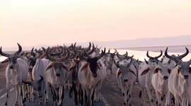 Thousands of India's oldest cow breed with curved horns march through streets