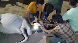 Bull rescued after being found with rod cruelly inserted into its eye in central India