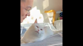 Cat owner's persistent kisses annoy white cat in Shenyang