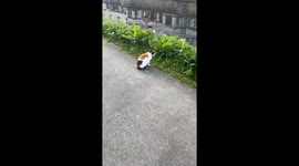 Man records feline prowess as a cat snags a snack by the serene canal
