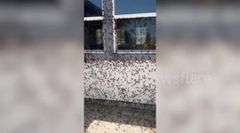 House covered in swarm of bugs