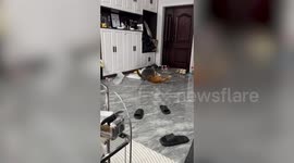 Cat does surprise flip during playfight with pal
