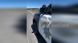 USA: Bear Spotted Crossing Road in Truckee Area, California