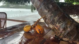 Sri Lanka: Rain floods the beach cafe in the town of Galle