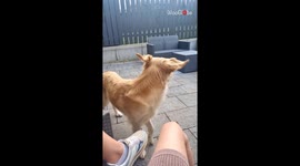Dog's irresistible urgency for her Sunday treats is heart-meltingly ADORABLE!