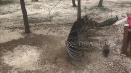 Zoo hunts man who stole a peacock's beautiful feather as free souvenir