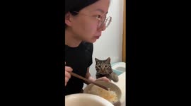 Polite kitten gently taps owner to ask for food
