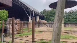 Elephant hurls sand at noisy neighbour parrots at zoo in China