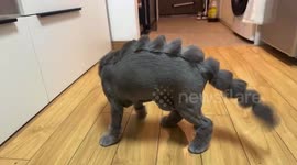 China: Gray cat cut like a dragon