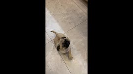 Tiny Demanding Pug Puppy