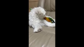 Adorable clip shows parrot and pooch during playtime