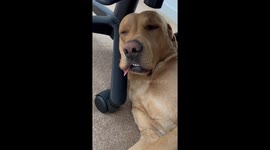 Sleeping Dog Wakes Himself  Up
