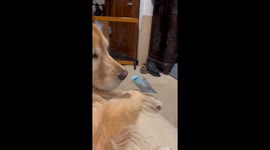 Tiny Parrot Courts a Golden Retriever