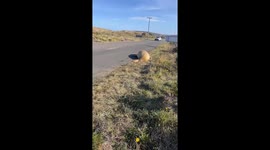 Neil the Seal Gets Chased Off the Road