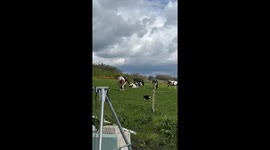 Lola Wants To Join the Cows