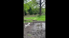 Little Dog Leaps Over Mud Puddle